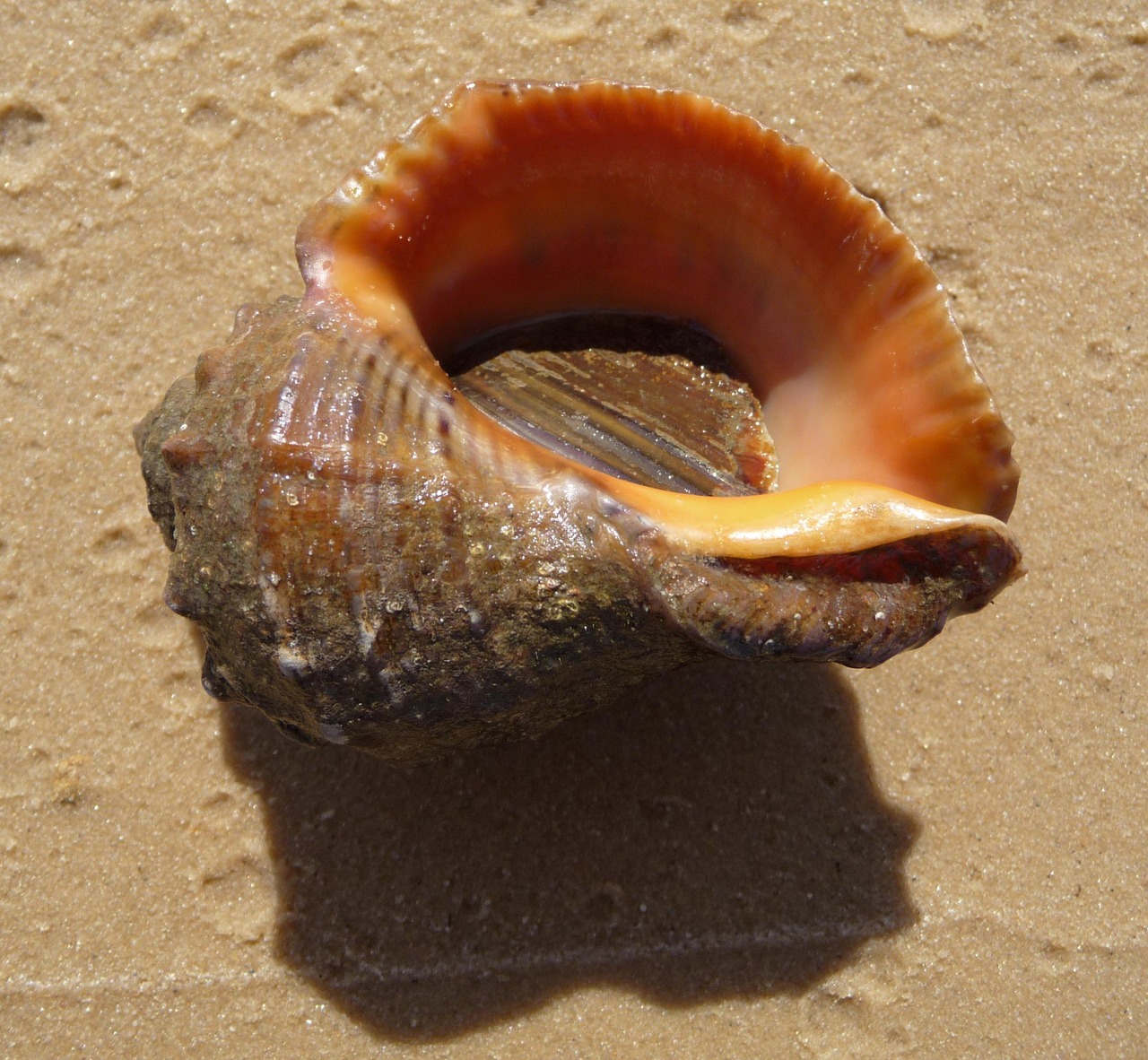 Venosa